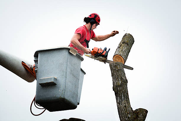 Best Arborist Consultation Services  in Fobes Hill, WA