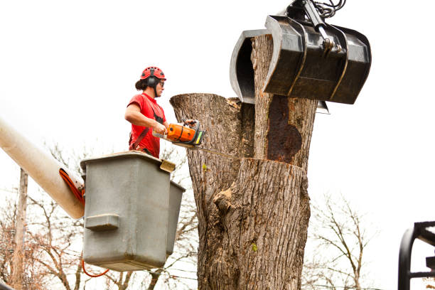 How Our Tree Care Process Works  in  Fobes Hill, WA